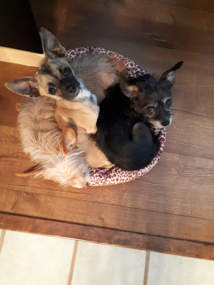 Homes For Rescues - Pet Shelter and Rescue in Victoria, British Columbia