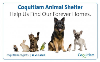 City Of Coquitlam Animal Shelter - Pet Shelter and Rescue in Coquitlam, British Columbia