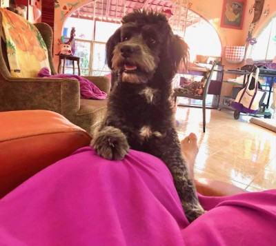 Island Pacific Dog Rescue Society - Pet Shelter and Rescue in Qualicum Beach, British Columbia