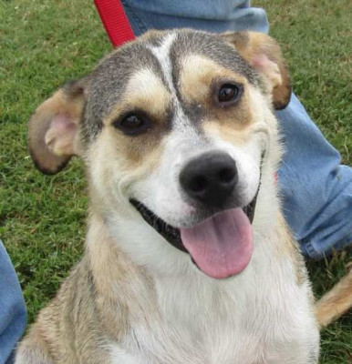 HP Okanagan (dba Helping Paws Okanagan) - Pet Shelter and Rescue in Penticton, British Columbia