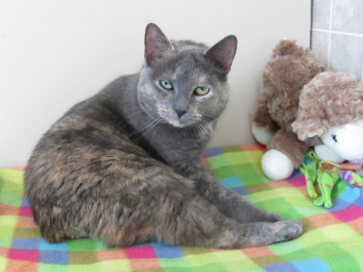 Victoria County S.P.C.A. - Pet Shelter and Rescue in Arthurette, New Brunswick