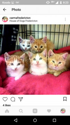 CARMA, Fredericton Chapter - Pet Shelter and Rescue in Fredericton, New Brunswick