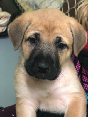 Fort Smith Animal Society - Pet Shelter and Rescue in Fort Smith, Northwest Territories