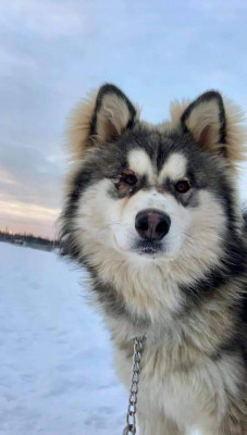 NWT SPCA - Pet Shelter and Rescue in Yellowknife, Northwest Territories