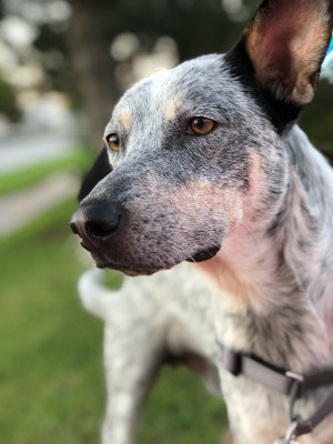 Rescue Dogs Lebanon-Canada - Pet Shelter and Rescue in Toronto, Ontario