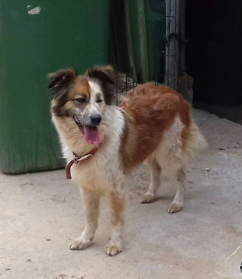 Paws Across The Water - Pet Shelter and Rescue in Erin, Ontario