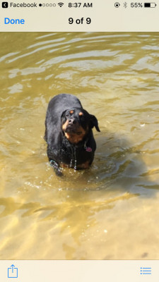 Hatton Dog Rescue - Pet Shelter and Rescue in Whitchurch-Stouffville, Ontario