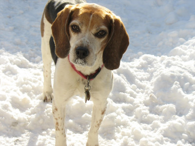 Dogs Unlimited Rescue Toronto - Pet Shelter and Rescue in Toronto, Ontario