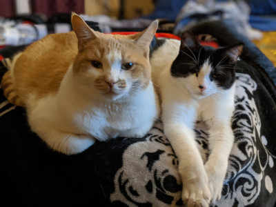 Precious Angels Cat Rescue - Pet Shelter and Rescue in Brantford, Ontario