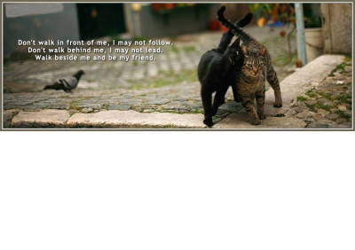 Brantford North End Cat Rescue - Pet Shelter and Rescue in Brantford, Ontario