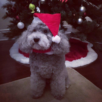 LOYAL Rescue - Pet Shelter and Rescue in Pickering, Ontario