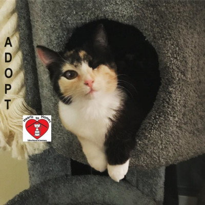 Hearts To Homes Feline Rescue & Sanctuary - Pet Shelter and Rescue in Brantford, Ontario