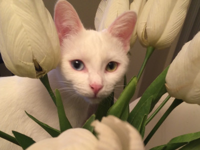 SAINT Rescue And Adoption - Pet Shelter and Rescue in Pickering, Ontario