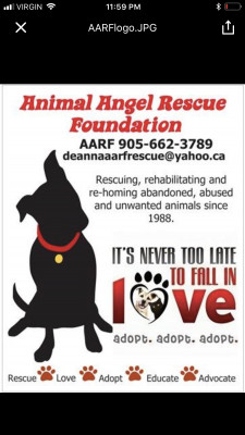 AARF - Animal Angel Rescue Foundation - Pet Shelter and Rescue in Hamilton, Ontario