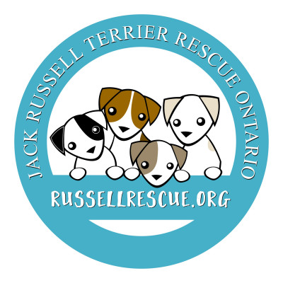 Jack Russell Terrier Rescue Ontario (JRTRO) - Pet Shelter and Rescue in Toronto, Ontario