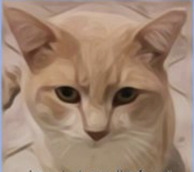 Roo Roo Cat Rescue - Pet Shelter and Rescue in Hamilton, Ontario