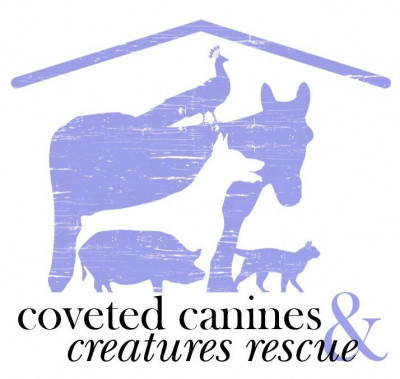Coveted Canines - Pet Shelter and Rescue in Toronto, Ontario