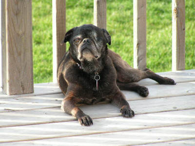 Kiko Dog Rescue And Adoptions - Pet Shelter and Rescue in Rigaud, Quebec