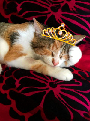 Puddings Palace Rescue - Pet Shelter and Rescue in Pointe-Claire, Quebec