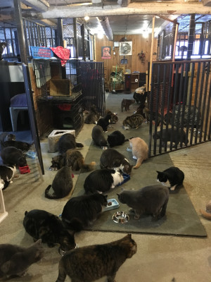 Refuge Chat-Va-Mieux Shelter - Pet Shelter and Rescue in Saint-Robert, Quebec