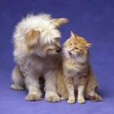 SPCA Of Western Quebec - Pet Shelter and Rescue in Gatineau, Québec