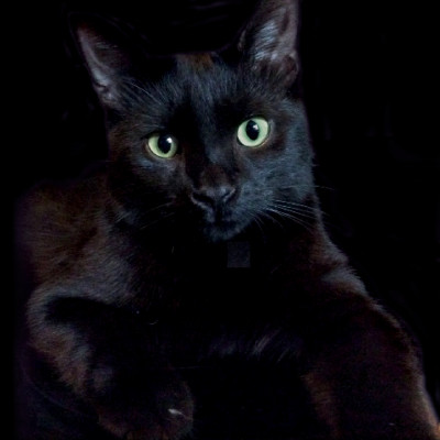 Refuge Sylvie Paradis - Pet Shelter and Rescue in Westmount, Quebec