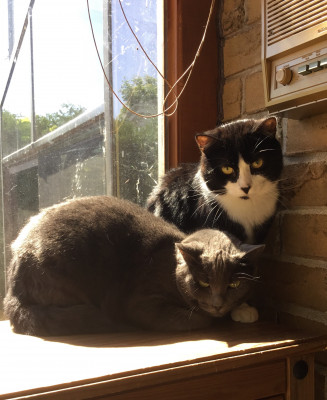 Montreal Cat Adoptions - Pet Shelter and Rescue in Châteauguay, Quebec