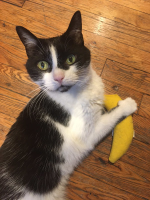 Pussy Patrol - Pet Shelter and Rescue in Montreal, Quebec