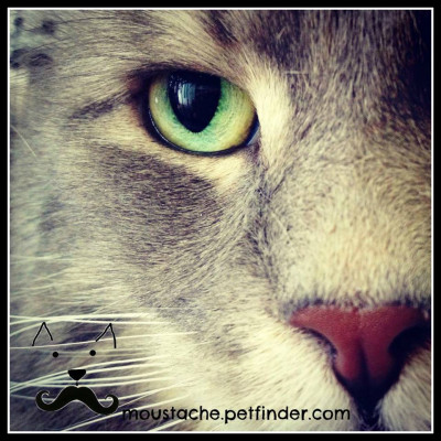 Moustache - Pet Shelter and Rescue in Montréal, Québec