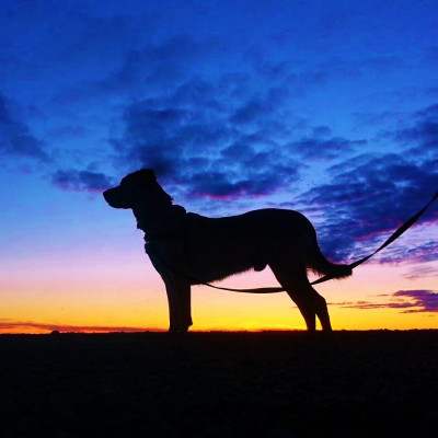 Prairie Sky Dog Rescue - Pet Shelter and Rescue in Regina, Saskatchewan