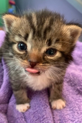 Bitten By A Kitten Rescue (BBAK) - Pet Shelter and Rescue in Crockett, California