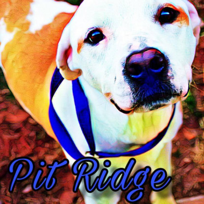 Pit Ridge Rescue - Pet Shelter and Rescue in Rogers, Arkansas
