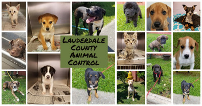 Lauderdale County Animal Control - Pet Shelter and Rescue in Marion, Mississippi