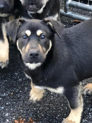 Two Hearts Animal Rescue - Pet Shelter and Rescue in Washington, New Jersey