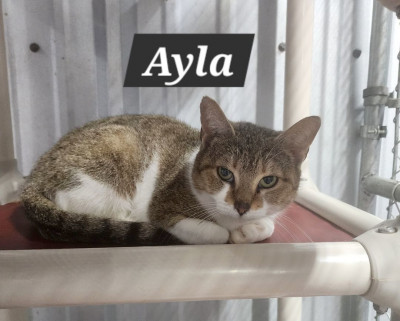 Beare Garden Plantation Rescue - Pet Shelter and Rescue in Snow Hill, North Carolina