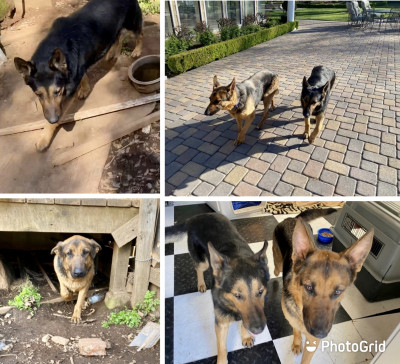 Good Dog K9 Rescue Inc - Pet Shelter and Rescue in Yuba City, California