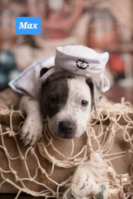 Second Chance Animal Rescue - Pet Shelter and Rescue in Vandalia, Illinois