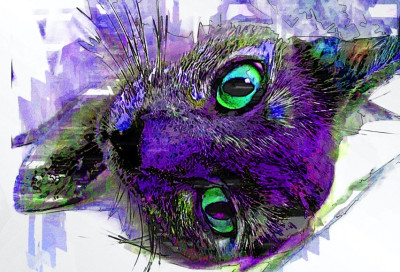 Caturday Cat Rescue - Pet Shelter and Rescue