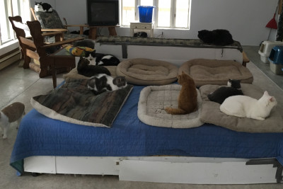 Refuge Les ChAmours - Pet Shelter and Rescue in Sainte-Béatrix, Québec