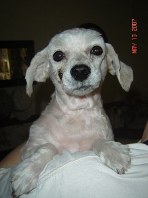 The Peaceful Kingdom Alliance 4 Animals - Pet Shelter and Rescue in Bakersfield, California