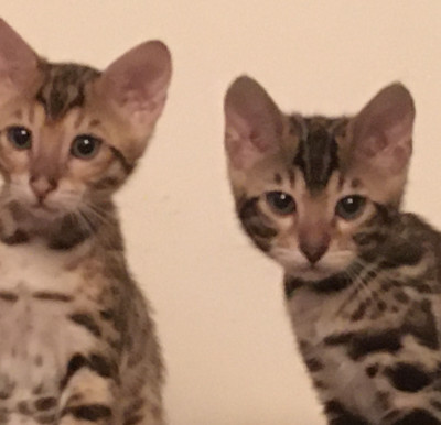 KOT Kitten Korner - Pet Shelter and Rescue in Longmont, Colorado