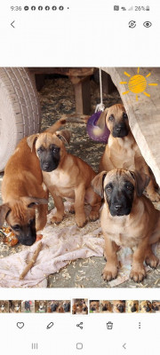 Bi-Stone Rescue - Pet Shelter and Rescue in Mexia, Texas