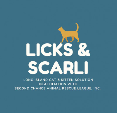 Long Island Cat & Kitten Solution - Pet Shelter and Rescue in Syosset, New York