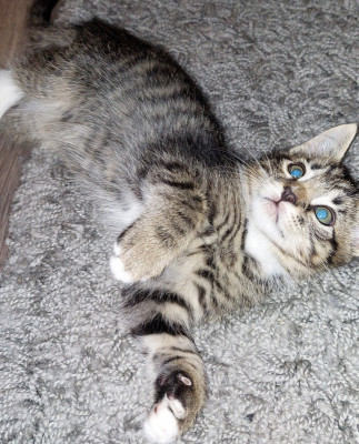 Friends Of Felines Rescue - Pet Shelter and Rescue in Rio Linda, California