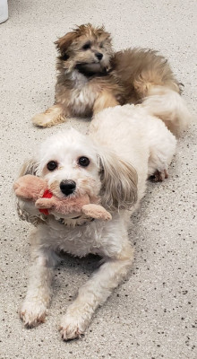 What We Do For The Love Of Pets - Pet Shelter and Rescue in Detroit, Michigan