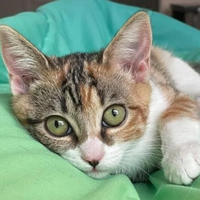 Sundial Kitten Rescue - Pet Shelter and Rescue in Redding, California