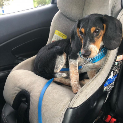 Furget Me Not - Pet Shelter and Rescue in Hanson, Massachusetts