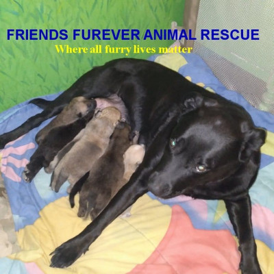 Friends Furever Animal Rescue, Inc. - Pet Shelter and Rescue in Jerome, Idaho
