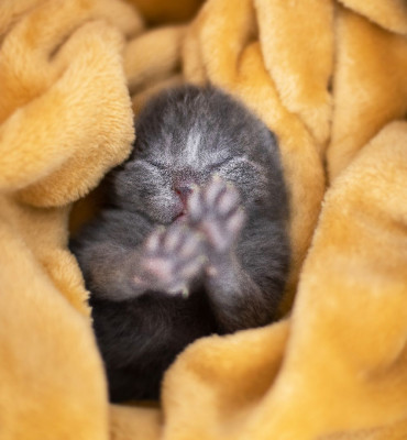 Rainbow Kitten Rescue - Pet Shelter and Rescue in North Richland Hills, Texas