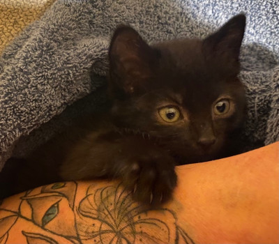 Fur Babies Rescue - Pet Shelter and Rescue in Hickory, North Carolina